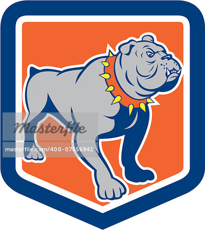 Illustration of an angry bulldog standing looking to the side set inside shield on isolated background done in cartoon style.