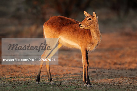 Female red lechwe antelope (Kobus leche), southern Africa