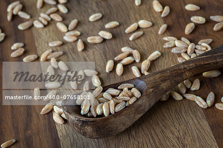 Loose grains of farro in and around a wooden spoon.