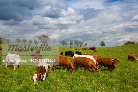 The herd of cows eating grass on spring meadow