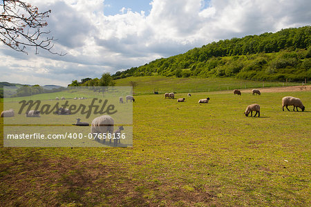 The herd of sheep eating grass on spring meadow