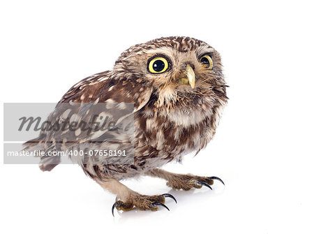 Little owl in front of white background