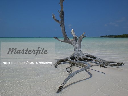 Walking along the beach in Eleuthera, Bahamas and we found this old dead tree in the sand.