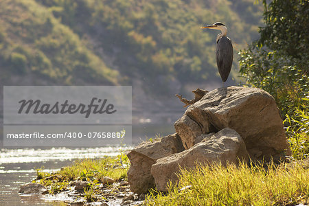 Grey heron standing on river shore