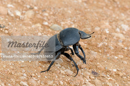 Flightless Dung Beetle, Circellium bacchus in the Addo Elephant National Park in South Africa.