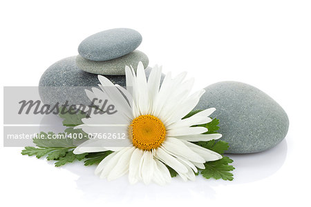 Daisy camomile flower and sea stones. Isolated on white background