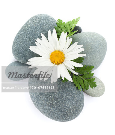 Daisy camomile flower and sea stones. Isolated on white background