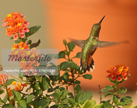 A Rufous Hummingbird takes flight after enjoying the nectar of orange Lantana flowers.