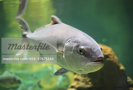 Beautiful photo of fish in aquarium