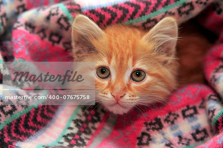 Little red kitten lies in knit sweater