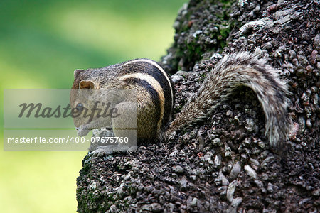 Squirrel eat fruit sitting on a tree. Sri lanka