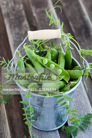 Fresh green peas with leaf  in a bucket