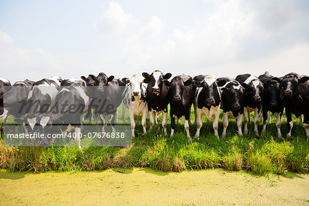 Dutch cows in the meadow