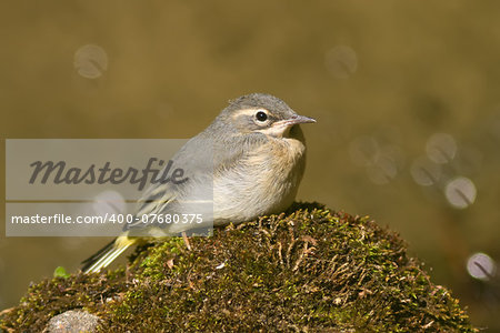 A young Grey Wagtail (Motacilla cinerea) sitting on the top of a rock