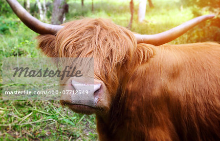 Longhaired cattle up close.