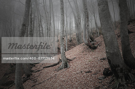 Foggy mountain forest at sunset.