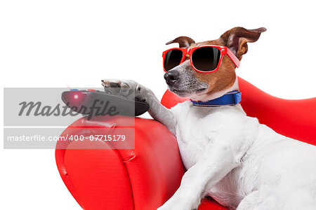 dog watching tv or a movie sitting on a red sofa or couch  with remote control changing the channels