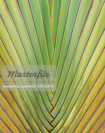 Close-up image of a Ravenala madagascariensis  palm leaf natural background image