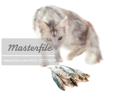 portrait of a purebred  maine coon cat and cat food on a white background