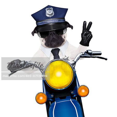 pug police dog on motorbike patrolling the street with peace or victory finger wearing cool sunglasses isolated on white background