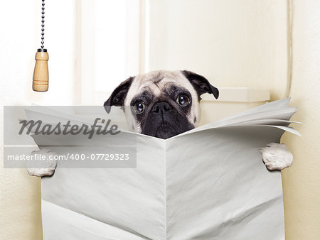 pug dog sitting on toilet and reading magazine having a break