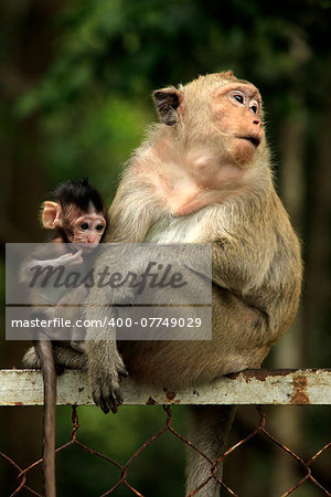 Family of monkeys. Sihanoukville, Cambodia