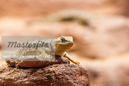 Small wild lizard sitting on a rock in the sandy desert.