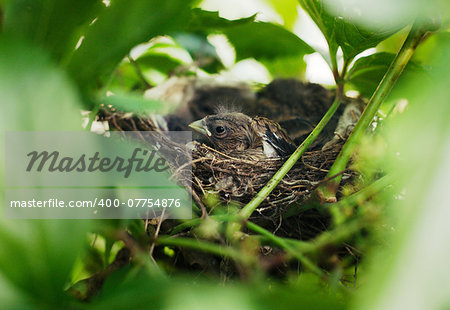 Little Bird Nestlings in the branch closeup