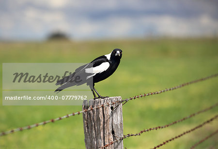 Australian Magpie - Gymnorhina tibicen, sitting on an old rustic fence post with intense stare.