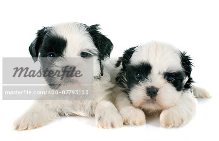 puppies shih tzu in front of white background