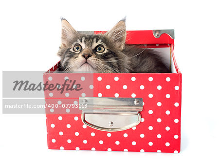 maine coon kitten in front of white background