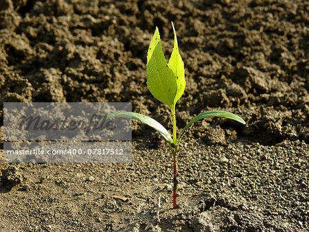 small ash-tree seedling with first true leaves
