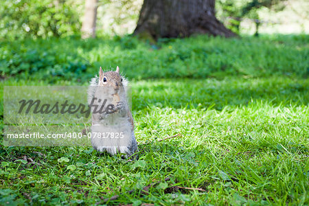 Beautiful grey squirrel eating in the park