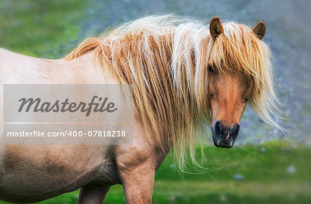 single horse on medow in Iceland