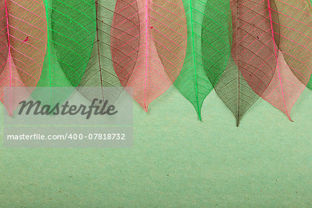 Multicolored ornate leaves on green cardboard background. Stock photo
