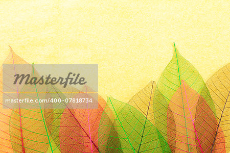 Multicolored ornate leaves on yellow cardboard background. Stock photo