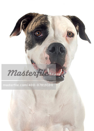 portrait of a purebred american bulldog  on a white background