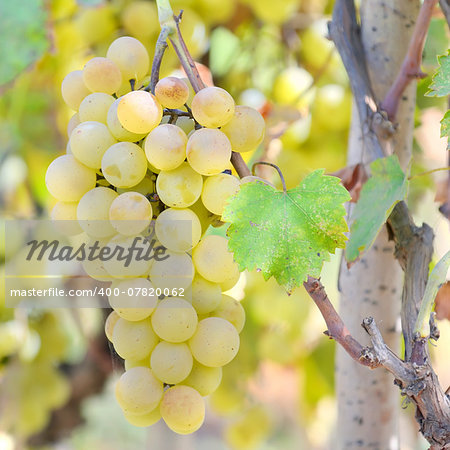 Sweet and tasty white grape bunch