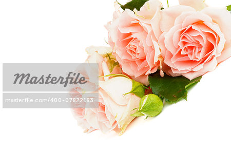 Arrangement of Beauty Cream Pink Roses with Leafs and Bud isolated on white background