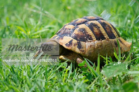 Brown turtle creeps on green grass sunny summer afternoon.