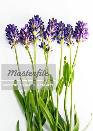 A shot of lavender sprigs on the white background