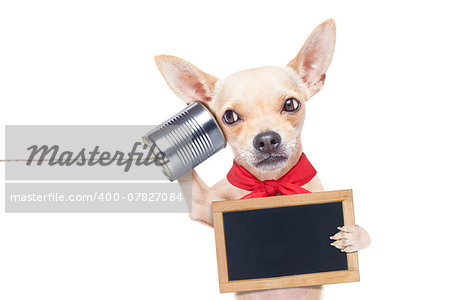 chihuahua dog talking on the phone surprised, holding a blank blackboard, isolated on white background