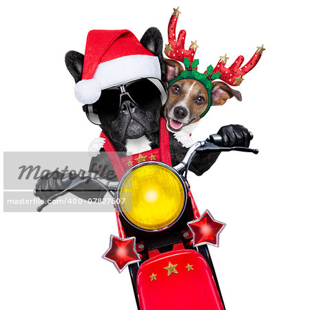 two christmas dogs on a motorbike riding with speed