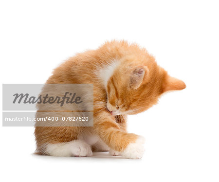 Cute Orange Kitten Bathing Isolated on White Background