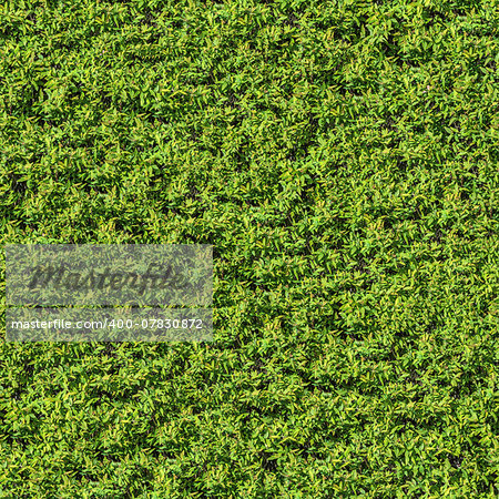 Green Spring Leafy Bush. Seamless Tileable Texture.