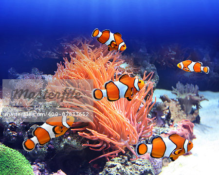 Sea anemone and clown fish in ocean