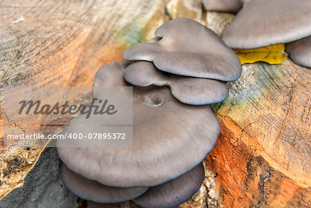 Background with forest mushroom and tree stumps