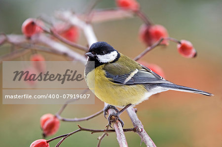 Photo of great tit standing on a branch