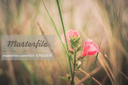 Pink flower in the garden or nature park Thailand vintage