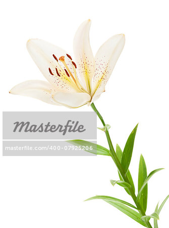 White lily flower. Isolated on white background